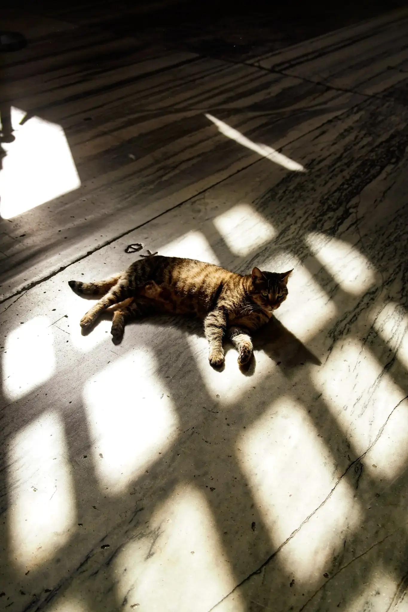 Un gato descansando a la luz de una ventana dentro del monumento.
