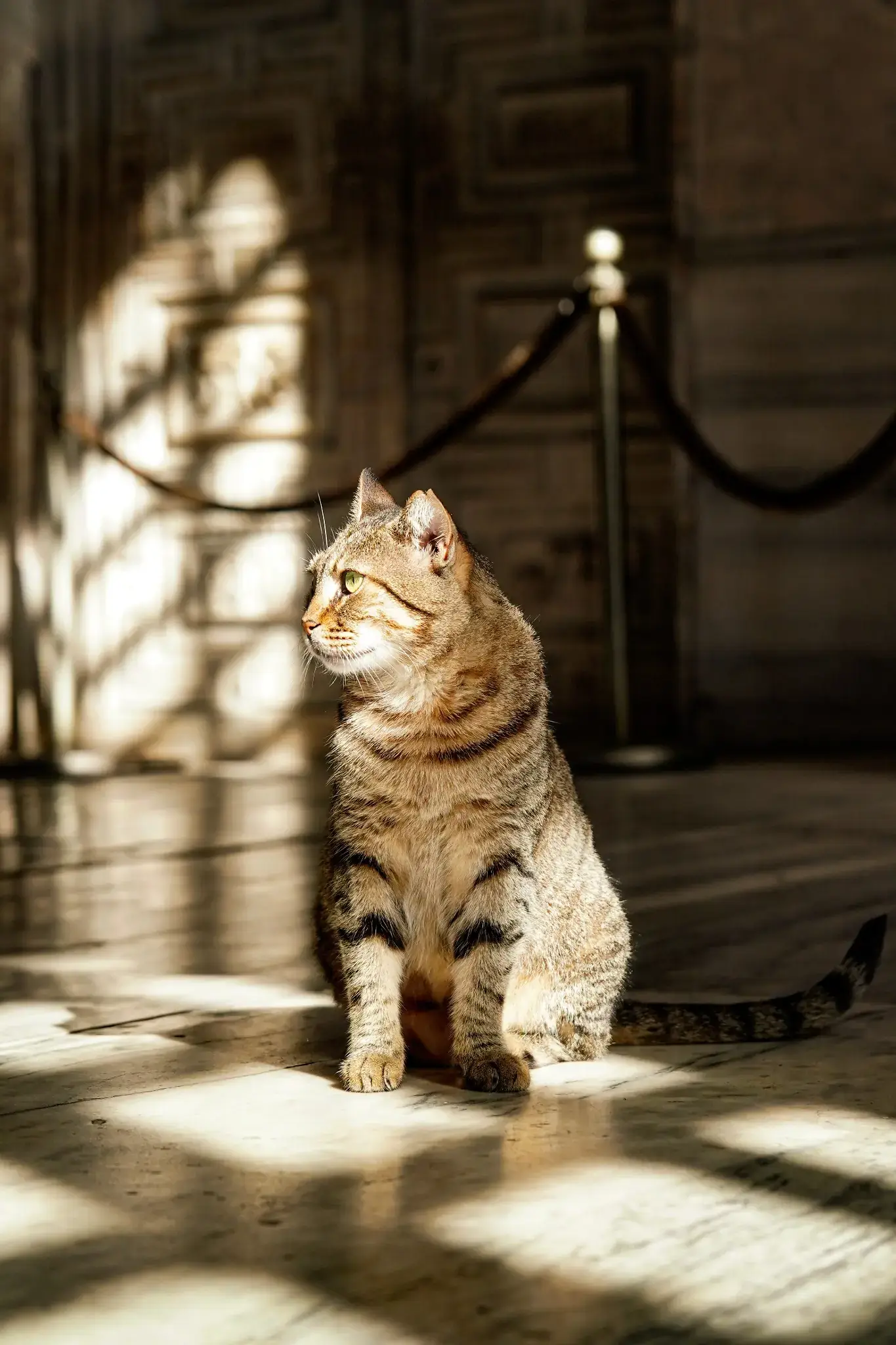 Eine der Katzen der Hagia Sophia sitzt in einem Sonnenstrahl auf dem Stein.